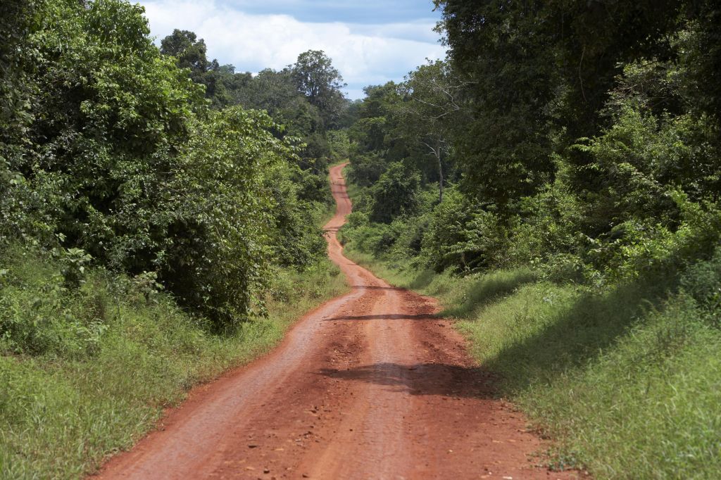 Sandy road through jungle