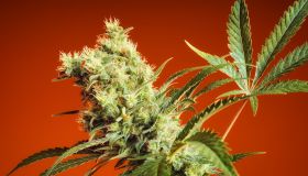 Cannabis Bud - Nebula