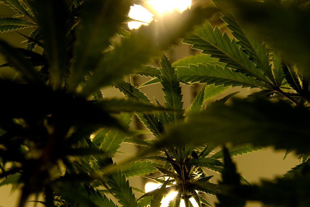 DC Medical Marijuana Grower Gets Maryland Contract