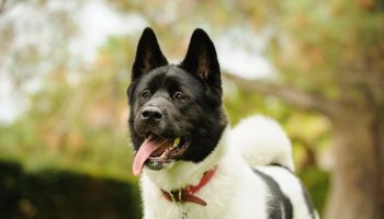 Close-Up Of Japanese Akita Standing Outdoors