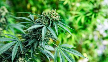 Cannabis leaf and plants on farm