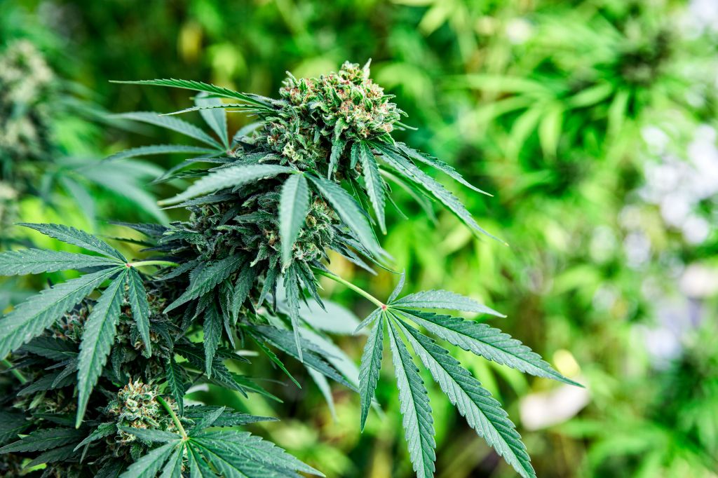 Cannabis leaf and plants on farm