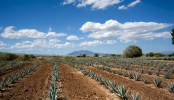 Agave Plantation in Tequila