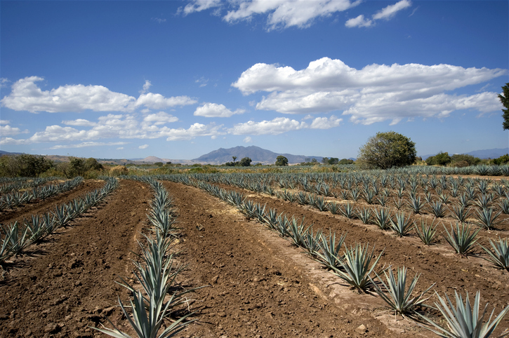 Agave Plantation in Tequila