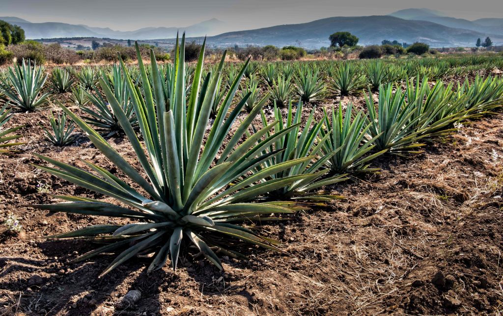 FILES-MEXICO-GASTRONOMY-MEZCAL