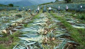 Jimadors cutting blue agave outside Tequila in Jalisco state Mexico