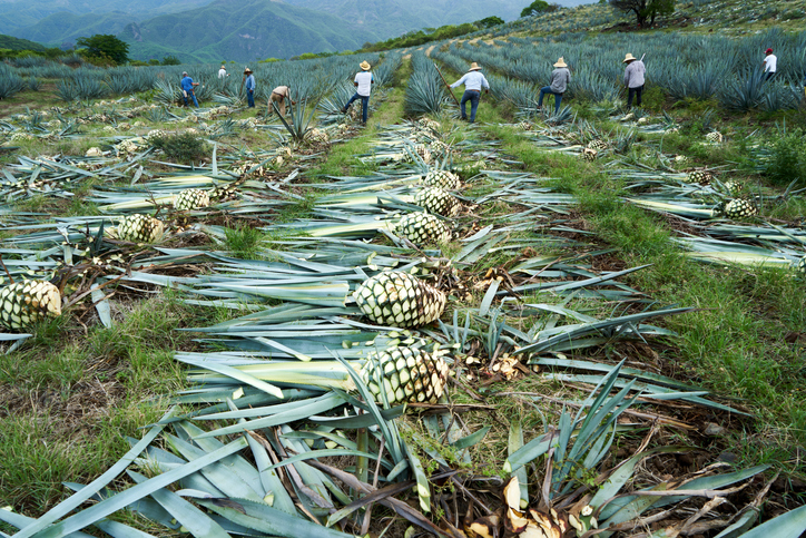 Jimadors cutting blue agave outside Tequila in Jalisco state Mexico