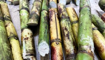 fresh cut sugar cane stalks (inside of cane showing)