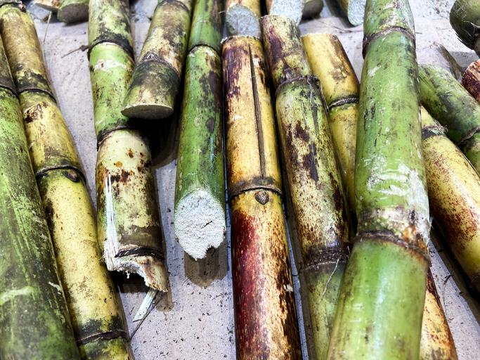 fresh cut sugar cane stalks (inside of cane showing)