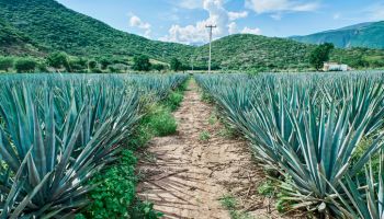 Blue agave plantation in the field to make tequila