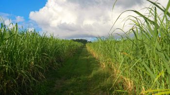 Gentle summer breeze blows across a large sugarcane plantation in Barbados