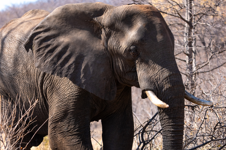 Elephant Kills Millionaire Hunter In Central Africa